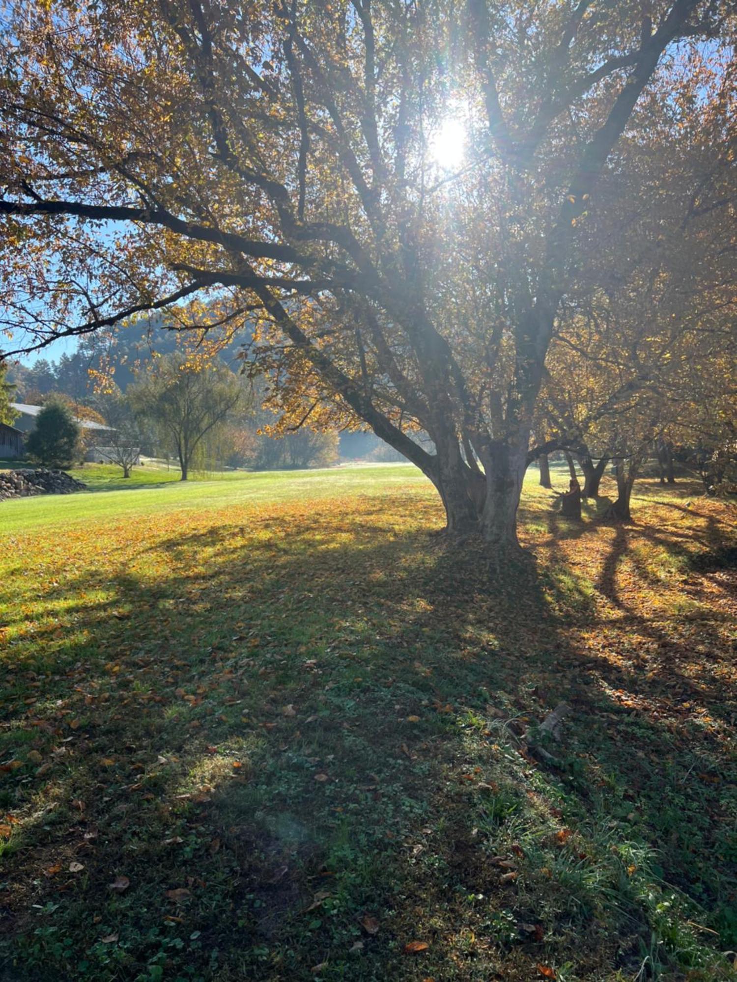 Firefly Fields 2-Acres With Guest House, Game Room, Mountain & River Views Sevierville Dış mekan fotoğraf